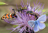 Pollination by Zygene (Zygaena fausta), Mining Bee (Halictus quadricinctus), Common Blue (Polyommatus icarus) and Cuckoo bee (Stelis signata) on a rare thistle in autumn, Ardèche, France