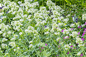 White valerian (Centranthus ruber) 'Albus', flowers