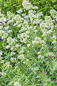 White valerian (Centranthus ruber) 'Albus', flowers