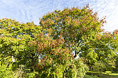 Goldenrain tree (Koelreuteria paniculata) in autumn, Arboretum of the Ecole du Breuil, France