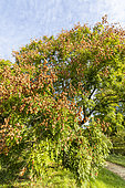 Goldenrain tree (Koelreuteria paniculata) in autumn, Arboretum of the Ecole du Breuil, France
