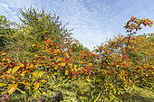 Hawthorn (Crataegus venustula) fruits in autumn, Arboretum of the Ecole du Breuil, France