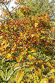 Aubépine (Crataegus venustula) fruits en automne