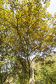 Sycamore maple (Acer pseudoplatanus) 'Purpureum' in autumn, Arboretum of the Ecole du Breuil, France