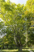 Norway maple (Acer platanoides) in autumn, Arboretum of the Ecole du Breuil, France