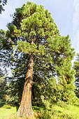 Redwood (Sequoia sempervirens), Arboretum of the Ecole du Breuil, France