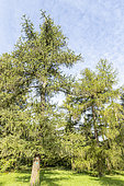 European larch (Larix decidua), Arboretum of the Ecole du Breuil, France