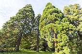 Giant sequoia (Sequoiadendron giganteum) and Redwood (Sequoia sempervirens), Arboretum of the Ecole du Breuil, France
