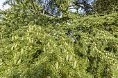 Deodar cedar (Cedrus deodara) 'Aurea', Arboretum of the Ecole du Breuil, France