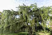 Blue Atlas cedar (Cedrus libani ssp. atlantica) 'Glauca', Arboretum of the Ecole du Breuil, France