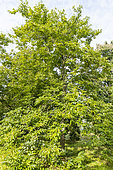 European Date Plum (Diospyros lotus), Arboretum of the Ecole du Breuil, France