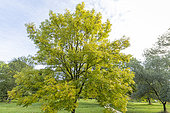 Frêne commun (Fraxinus excelsior) 'Jaspidea', Arboretum de l'Ecole du Breuil, France