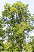 Narrow-leaved Ash (Fraxinus angustifolia var lentisafolia), Arboretum of the Ecole du Breuil, France