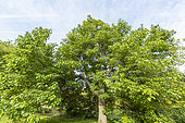 Farges catalpa (Catalpa fargesii), Arboretum of the Ecole du Breuil, France