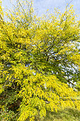 Common honeylocust (Gleditsia triacanthos) 'Shademaster', Arboretum of the Ecole du Breuil, France