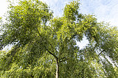 Simon's poplar (Populus simonii), Arboretum of the Ecole du Breuil, France