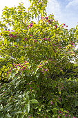 Farges Harlequin glorybower (Clerodendrum trichotomum var. fargesii), Arboretum of the Ecole du Breuil, France