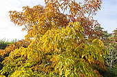 Horse Chestnut (Aesculus mutabilis) 'Penduliflora', Arboretum of the Ecole du Breuil, France