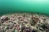 Bottom with Calcarous Red Algae (Lithothamnium calcareum), Off the island of Ré, Atlantic Ocean, France