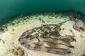 Undulate ray (Raja undulata) on the sand, off Ile de Ré, Atlantic Ocean, France