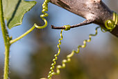 Red bryony (Bryonia dioica), coiled tendrils climbing up branch, Gard, France