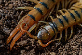 Mediterranean banded centipede (Scolopendra cingulata), Gard, France