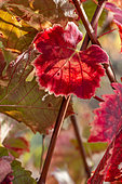 Vivid autumn foliage of Grape vine (Vitis vinifera), Gard, France