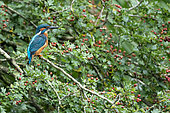 Kingfisher (Alcedo atthis) perched in a hawthorn