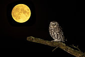 Little owl (Athena noctua) perched on a branch with the moon in the background