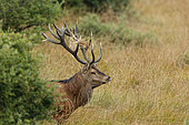 Red deer (Cervus elaphus) male in tall grass, Ardennes, Belgium