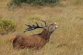 Red deer (Cervus elaphus) male bellowing in tall grass, Ardennes, Belgium