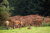Male red deer (Cervus elaphus) hind and fawn in the ferns, Ardennes, Belgium