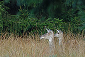 Red deer (Cervus elaphus) hind and fawn in tall grass, Ardennes, Belgium