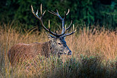 Red deer (Cervus elaphus) male in tall grass, Ardennes, Belgium