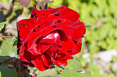 Rose (Rosa floribunda) 'Planten un Blomen' Breeder: Kordes (GER) 2008
