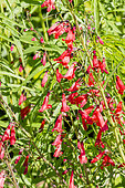Beardlip penstemon (Penstemon barbatus) 'Twizzle Scarlet' in bloom