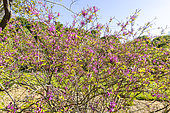 Himalayan indigo (Indigofera himalayensis) 'Silk Road' in bloom