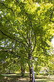 Smooth alder (Alnus serrulata) in autumn