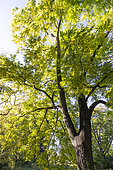Arizona walnut (Juglans elaeopyren) in autumn