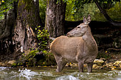 Red deer (Cervus elaphus) hind stopping while crossing a river, Abruzzo, Italy