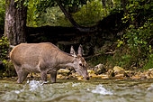 Red deer (Cervus elaphus) drinking while crossing a river, Abruzzo, Italy