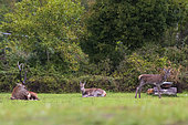 Red deer (Cervus elaphus) lying down, exhausted by bellowing, near the hinds, on the lawn of a campsite, in Abruzzo, Italy