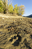 Eurasian Badger (Meles meles) footprint, lakeside, Abruzzo National Park, Italy