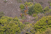 Pack of Italian wolves (Canis lupus italicus), Abruzzo National Park, Italy