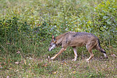 Italian wolf (Canis lupus italicus) walking in the brush, Abruzzo National Park, Italy