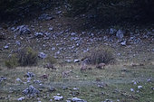 Pack of Italian wolves (Canis lupus italicus) at dusk, Abruzzo National Park, Italy