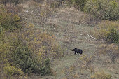 Marsican bear (Ursus arctos marsicanus) fitted with a GPS collar to track its progress, Abruzzo National Park, Italy