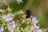 Larve de Casside (Cassida sp.) et son bouclier fécal sur une inflorescence de Menthe à feuilles rondes (Mentha suaveolens). Une araignée se tient à proximité. Gers, France