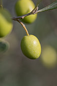 Green Olives on the tree in autumn, Gard, France