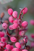 Terebinth (Pistacia terebinthus) fruits, Gard, France